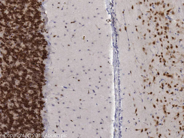Immunohistochemistry (Formalin/PFA-fixed paraffin-embedded sections) - Anti-NeuN antibody [1B7] - Neuronal Marker (AB104224)