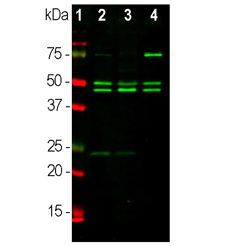 Western blot - Anti-NeuN antibody [1B7] - Neuronal Marker (AB104224)