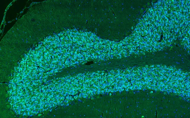 Immunohistochemistry (Formalin/PFA-fixed paraffin-embedded sections) - Anti-NeuN antibody (AB325715)