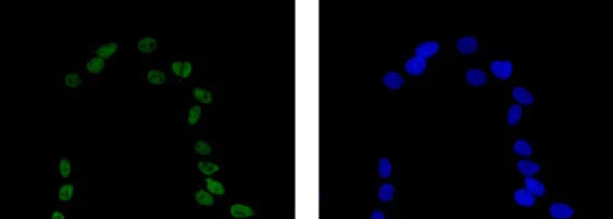 Immunocytochemistry/ Immunofluorescence - Anti-NeuN antibody [EPR12763] - BSA and Azide free (AB209898)