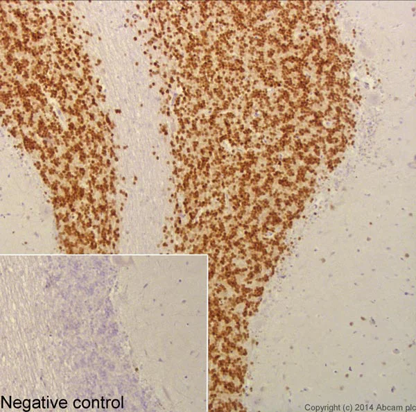 Immunohistochemistry (Formalin/PFA-fixed paraffin-embedded sections) - Anti-NeuN antibody [EPR12763] - BSA and Azide free (AB209898)