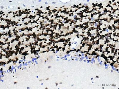 Immunohistochemistry (Formalin/PFA-fixed paraffin-embedded sections) - Anti-NeuN antibody [EPR12763] - BSA and Azide free (AB209898)