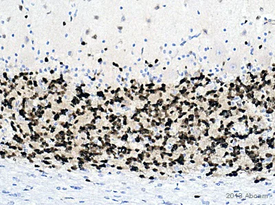Immunohistochemistry (Formalin/PFA-fixed paraffin-embedded sections) - Anti-NeuN antibody [EPR12763] - BSA and Azide free (AB209898)