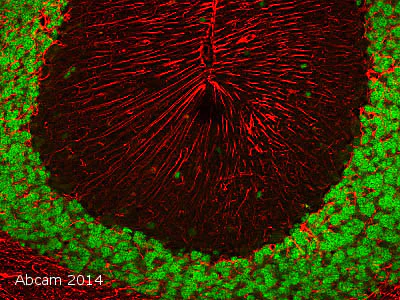 Immunohistochemistry (Formalin/PFA-fixed paraffin-embedded sections) - Anti-NeuN antibody [EPR12763] - BSA and Azide free (AB209898)