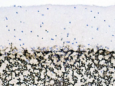 Immunohistochemistry (Formalin/PFA-fixed paraffin-embedded sections) - Anti-NeuN antibody [EPR12763] - BSA and Azide free (AB209898)
