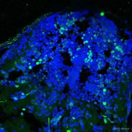 Immunohistochemistry (Frozen sections) - Anti-NeuN antibody [EPR12763] - BSA and Azide free (AB209898)
