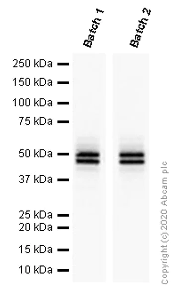 Western blot - Anti-NeuN antibody [EPR12763] - BSA and Azide free (AB209898)