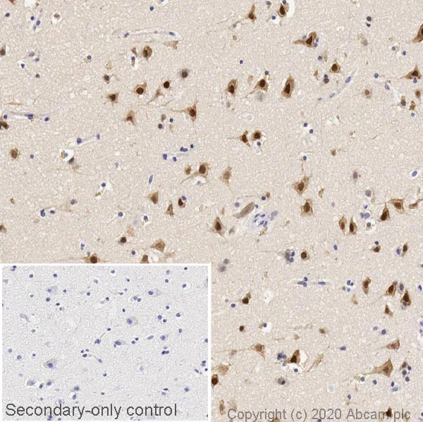 Immunohistochemistry (Formalin/PFA-fixed paraffin-embedded sections) - Anti-NeuN antibody [EPR12763] - Mouse IgG1 (Chimeric) - BSA and Azide free (AB279307)