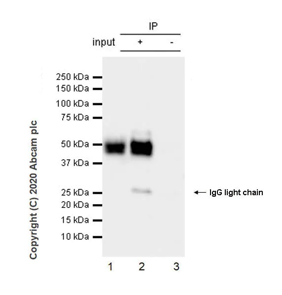Immunoprecipitation - Anti-NeuN antibody [EPR12763] - Mouse IgG1 (Chimeric) - BSA and Azide free (AB279307)