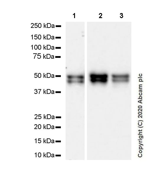Western blot - Anti-NeuN antibody [EPR12763] - Mouse IgG1 (Chimeric) - BSA and Azide free (AB279307)