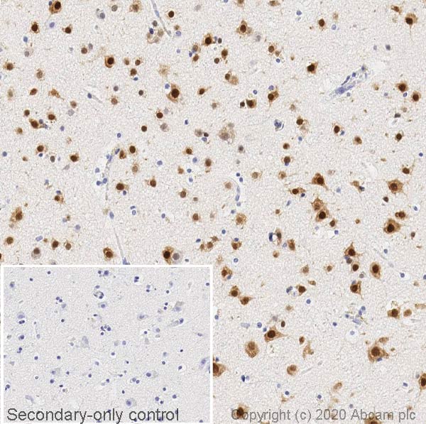 Immunohistochemistry (Formalin/PFA-fixed paraffin-embedded sections) - Anti-NeuN antibody [EPR12763] - Mouse IgG2a (Chimeric) (AB279296), expandable thumbnail