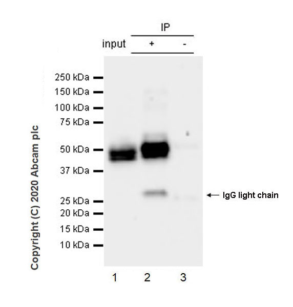 Immunoprecipitation - Anti-NeuN antibody [EPR12763] - Mouse IgG2a (Chimeric) (AB279296), expandable thumbnail
