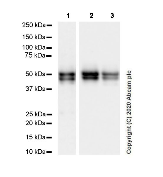 Western blot - Anti-NeuN antibody [EPR12763] - Mouse IgG2a (Chimeric) (AB279296), expandable thumbnail