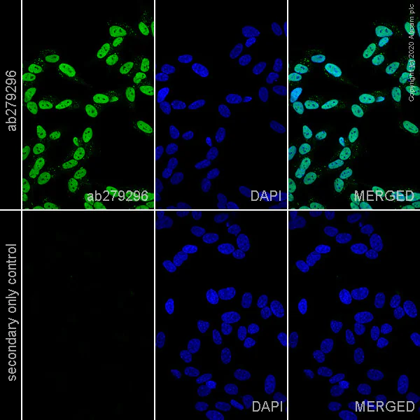 Immunocytochemistry - Anti-NeuN antibody [EPR12763] - Mouse IgG2a (Chimeric) - BSA and Azide free (AB279308)