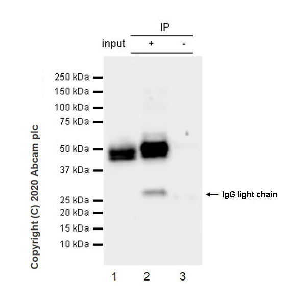 Immunoprecipitation - Anti-NeuN antibody [EPR12763] - Mouse IgG2a (Chimeric) - BSA and Azide free (AB279308)
