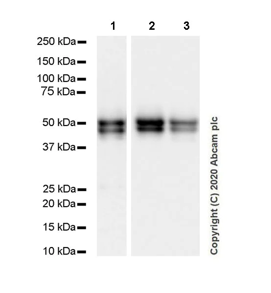 Western blot - Anti-NeuN antibody [EPR12763] - Mouse IgG2a (Chimeric) - BSA and Azide free (AB279308)