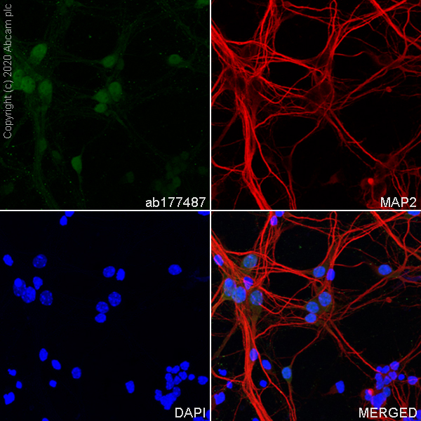 Immunocytochemistry/ Immunofluorescence - Anti-NeuN antibody [EPR12763] - Neuronal Marker (ab177487), expandable thumbnail