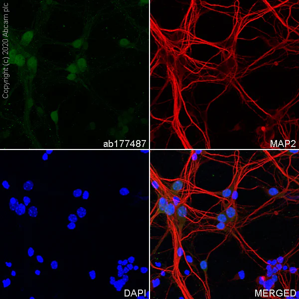 Immunocytochemistry/ Immunofluorescence - Anti-NeuN antibody [EPR12763] - Neuronal Marker (AB177487)