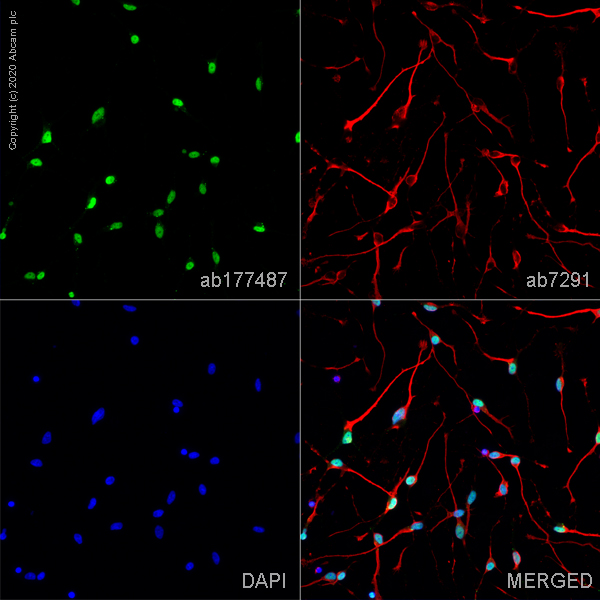 Immunocytochemistry/ Immunofluorescence - Anti-NeuN antibody [EPR12763] - Neuronal Marker (ab177487), expandable thumbnail