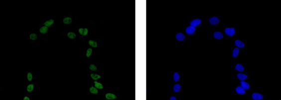 Immunocytochemistry/ Immunofluorescence - Anti-NeuN antibody [EPR12763] - Neuronal Marker (ab177487), expandable thumbnail