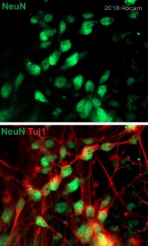 Immunocytochemistry/ Immunofluorescence - Anti-NeuN antibody [EPR12763] - Neuronal Marker (ab177487), expandable thumbnail