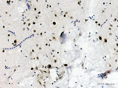 Immunohistochemistry (Formalin/PFA-fixed paraffin-embedded sections) - Anti-NeuN antibody [EPR12763] - Neuronal Marker (AB177487), expandable thumbnail