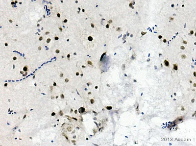 Immunohistochemistry (Formalin/PFA-fixed paraffin-embedded sections) - Anti-NeuN antibody [EPR12763] - Neuronal Marker (AB177487)