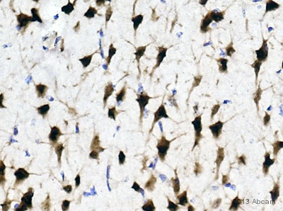 Immunohistochemistry (Formalin/PFA-fixed paraffin-embedded sections) - Anti-NeuN antibody [EPR12763] - Neuronal Marker (ab177487), expandable thumbnail