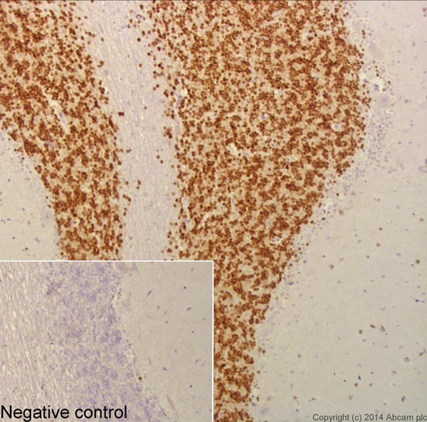 Immunohistochemistry (Formalin/PFA-fixed paraffin-embedded sections) - Anti-NeuN antibody [EPR12763] - Neuronal Marker (ab177487), expandable thumbnail