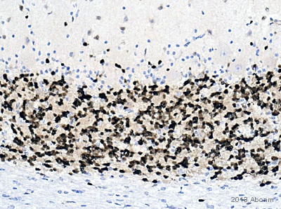 Immunohistochemistry (Formalin/PFA-fixed paraffin-embedded sections) - Anti-NeuN antibody [EPR12763] - Neuronal Marker (ab177487), expandable thumbnail