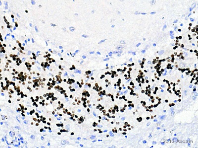 Immunohistochemistry (Formalin/PFA-fixed paraffin-embedded sections) - Anti-NeuN antibody [EPR12763] - Neuronal Marker (ab177487), expandable thumbnail