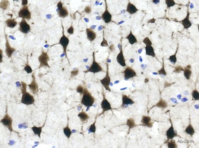Immunohistochemistry (Formalin/PFA-fixed paraffin-embedded sections) - Anti-NeuN antibody [EPR12763] - Neuronal Marker (AB177487), expandable thumbnail