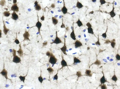 Immunohistochemistry (Formalin/PFA-fixed paraffin-embedded sections) - Anti-NeuN antibody [EPR12763] - Neuronal Marker (AB177487)