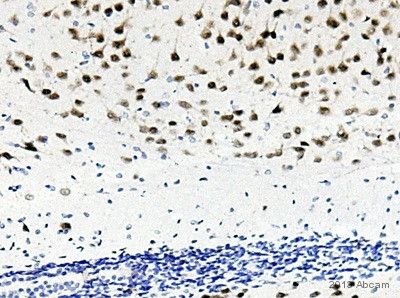 Immunohistochemistry (Formalin/PFA-fixed paraffin-embedded sections) - Anti-NeuN antibody [EPR12763] - Neuronal Marker (ab177487), expandable thumbnail
