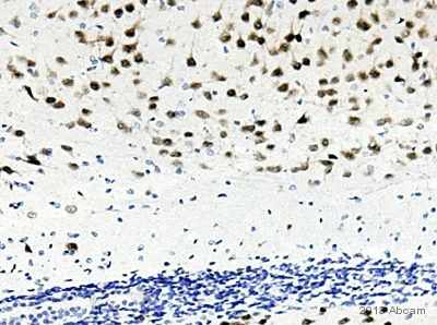 Immunohistochemistry (Formalin/PFA-fixed paraffin-embedded sections) - Anti-NeuN antibody [EPR12763] - Neuronal Marker (AB177487)