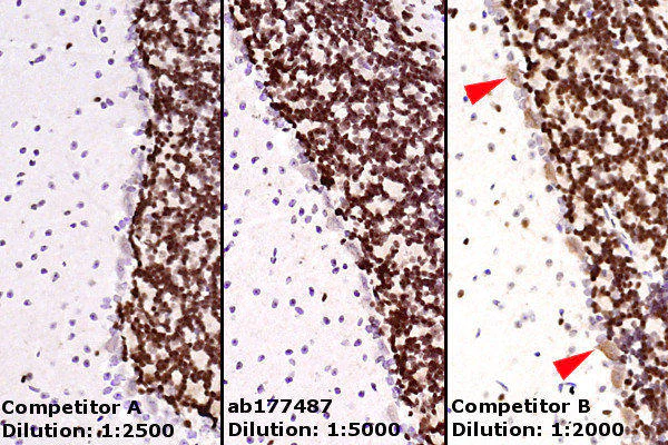 Immunohistochemistry (Formalin/PFA-fixed paraffin-embedded sections) - Anti-NeuN antibody [EPR12763] - Neuronal Marker (AB177487)