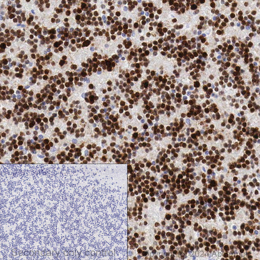 Immunohistochemistry (Formalin/PFA-fixed paraffin-embedded sections) - Anti-NeuN antibody [EPR12763] - Neuronal Marker (ab177487), expandable thumbnail