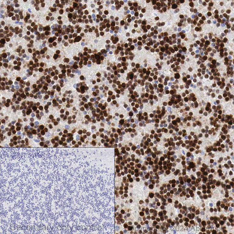 Immunohistochemistry (Formalin/PFA-fixed paraffin-embedded sections) - Anti-NeuN antibody [EPR12763] - Neuronal Marker (AB177487)