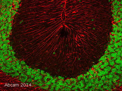 Immunohistochemistry (Formalin/PFA-fixed paraffin-embedded sections) - Anti-NeuN antibody [EPR12763] - Neuronal Marker (ab177487), expandable thumbnail