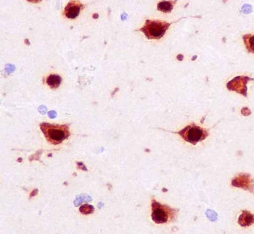 Immunohistochemistry (Formalin/PFA-fixed paraffin-embedded sections) - Anti-NeuN antibody [EPR12763] - Neuronal Marker (ab177487), expandable thumbnail