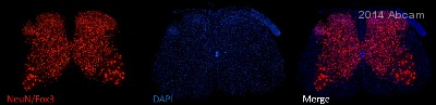 Immunohistochemistry (Frozen sections) - Anti-NeuN antibody [EPR12763] - Neuronal Marker (AB177487), expandable thumbnail