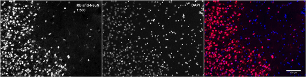 Immunohistochemistry (Frozen sections) - Anti-NeuN antibody [EPR12763] - Neuronal Marker (ab177487), expandable thumbnail