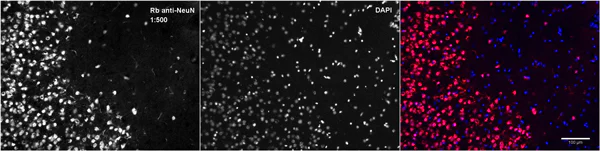 Immunohistochemistry (Frozen sections) - Anti-NeuN antibody [EPR12763] - Neuronal Marker (AB177487)