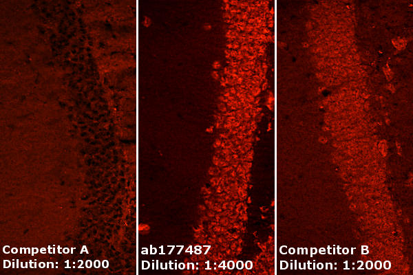 Immunohistochemistry (Frozen sections) - Anti-NeuN antibody [EPR12763] - Neuronal Marker (ab177487), expandable thumbnail