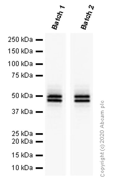 Western blot - Anti-NeuN antibody [EPR12763] - Neuronal Marker (ab177487), expandable thumbnail