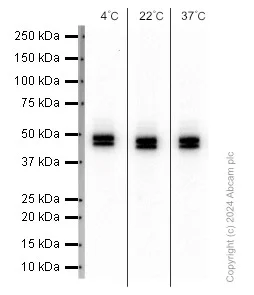 Western blot - Anti-NeuN antibody [EPR12763] - Neuronal Marker (AB177487)
