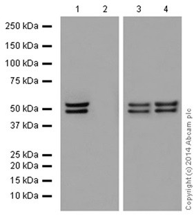 Western blot - Anti-NeuN antibody [EPR12763] - Neuronal Marker (ab177487), expandable thumbnail
