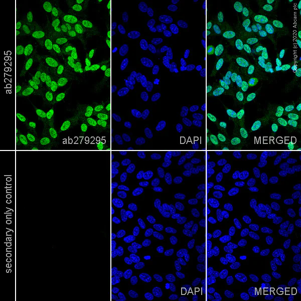 Immunocytochemistry/ Immunofluorescence - Anti-NeuN antibody [EPR12763] - Neuronal Marker - Mouse IgG1 (Chimeric) (AB279295)