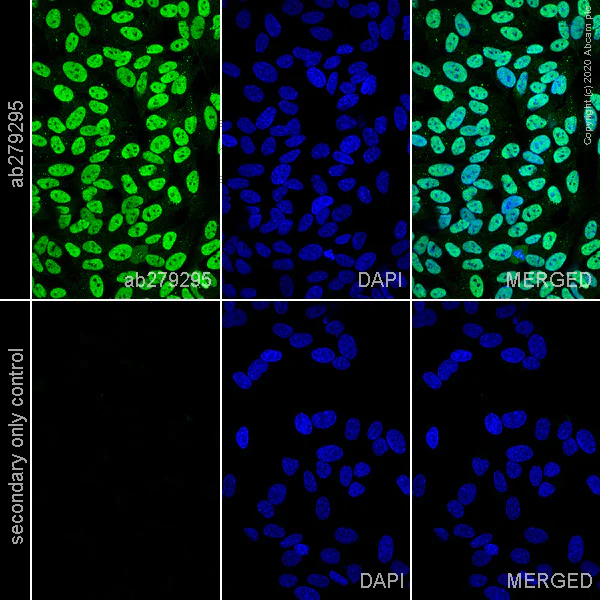 Immunocytochemistry/ Immunofluorescence - Anti-NeuN antibody [EPR12763] - Neuronal Marker - Mouse IgG1 (Chimeric) (AB279295)