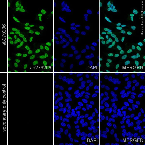 Immunocytochemistry - Anti-NeuN antibody [EPR12763] - Neuronal Marker - Mouse IgG2a (Chimeric) (AB279296)